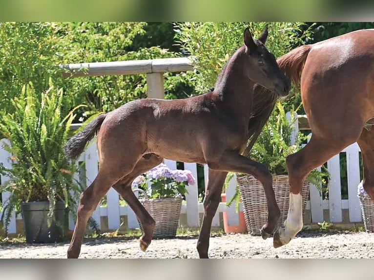 Oldenburg Stallion  Smoky-Black in Essen (Oldenburg)