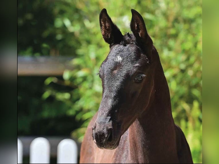 Oldenburg Stallion  Smoky-Black in Essen (Oldenburg)