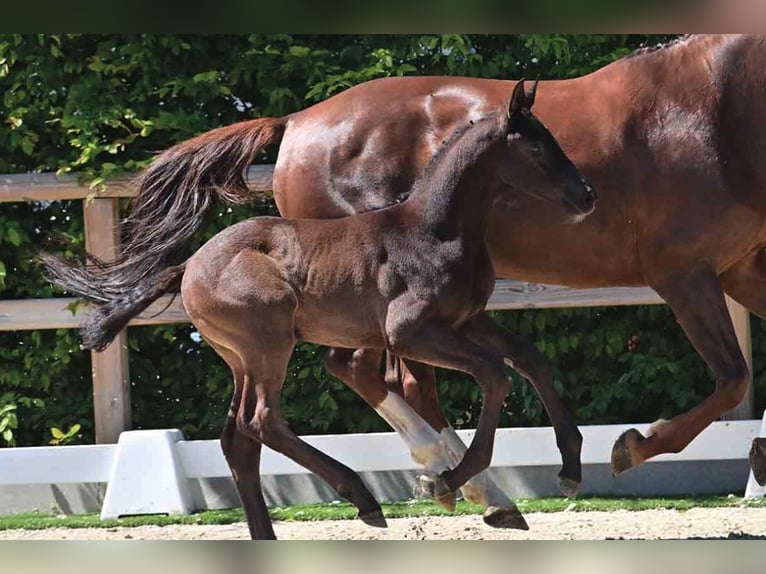 Oldenburg Stallion  Smoky-Black in Essen (Oldenburg)