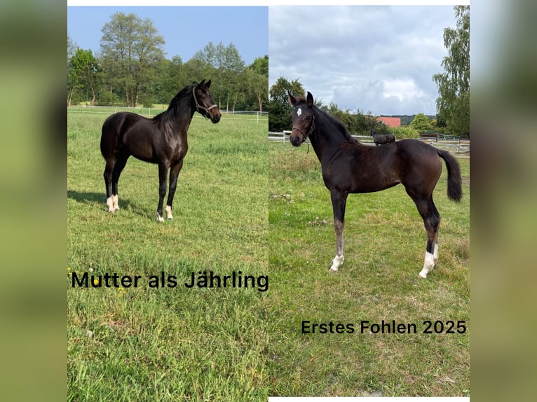 Oldenburg Stallion Foal (03/2026) Smoky-Black in Lengerich
