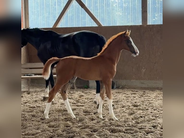 Oldenburg Stallion Foal (01/2025) Smoky-Black in M&#xFC;nster