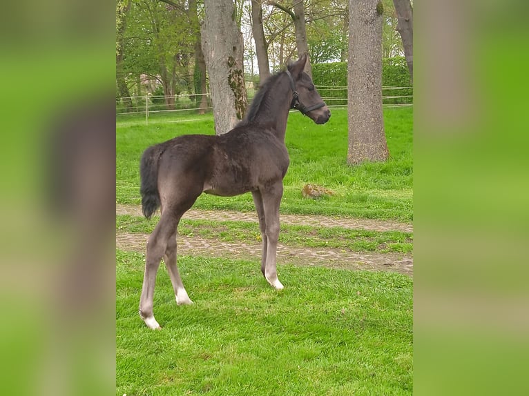 Oldenburg Stallion Foal (03/2024) Smoky-Black in Ovelgönne