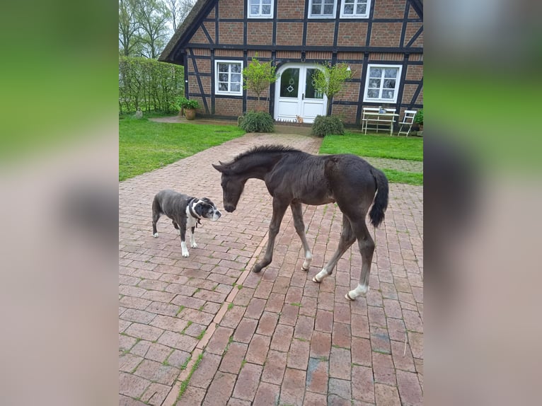 Oldenburg Stallion Foal (03/2024) Smoky-Black in Ovelgönne