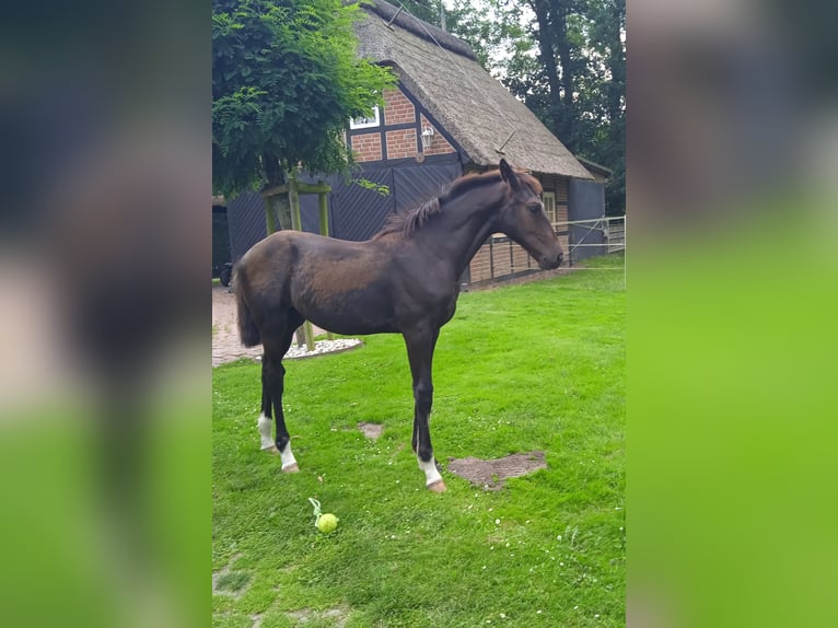 Oldenburg Stallion Foal (03/2024) Smoky-Black in Ovelgönne