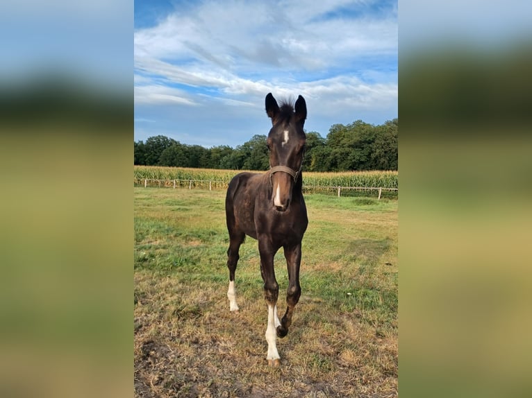 Oldenburg Stallion Foal (05/2025) Smoky-Black in Quakenbr&#xFC;ck
