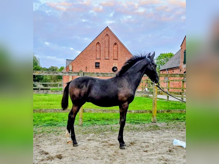 Oldenburg Stallion Foal (05/2025) Smoky-Black in Raum Vechta