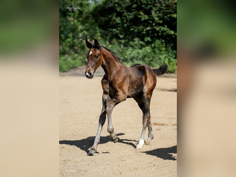 Oldenburg Stallion Foal (06/2023) Smoky-Black in Schwinkendorf