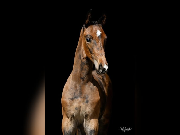 Oldenburg Stallion Foal (06/2023) Smoky-Black in Schwinkendorf