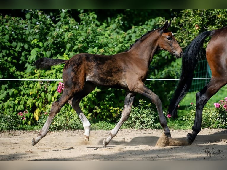 Oldenburg Stallion Foal (06/2023) Smoky-Black in Schwinkendorf