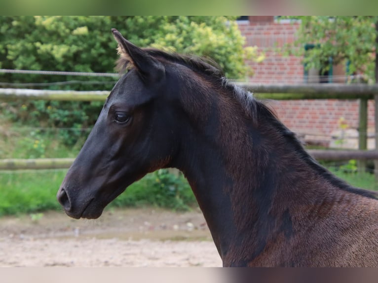 Oldenburg Stallion Foal (05/2023) Smoky-Black in Vierhöfen