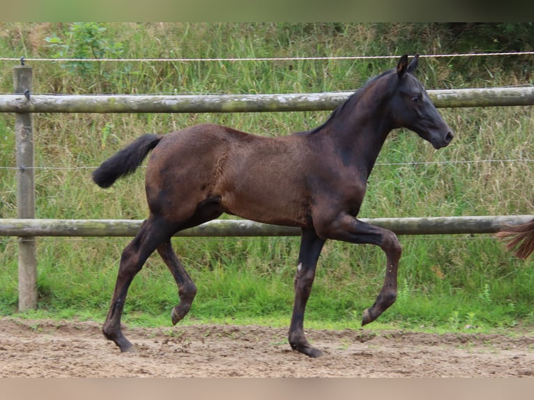 Oldenburg Stallion Foal (05/2023) Smoky-Black in Vierhöfen