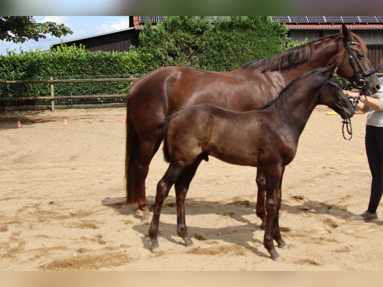 Oldenburg Stallion Foal (05/2023) Smoky-Black in Vierhöfen