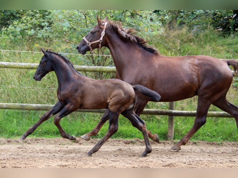 Oldenburg Stallion Foal (05/2023) Smoky-Black in Vierhöfen