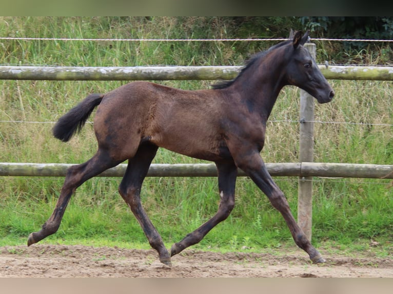 Oldenburg Stallion Foal (05/2023) Smoky-Black in Vierhöfen