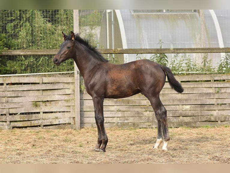 Oldenburg Stallion Foal (04/2026) Smoky-Black in Wildeshausen