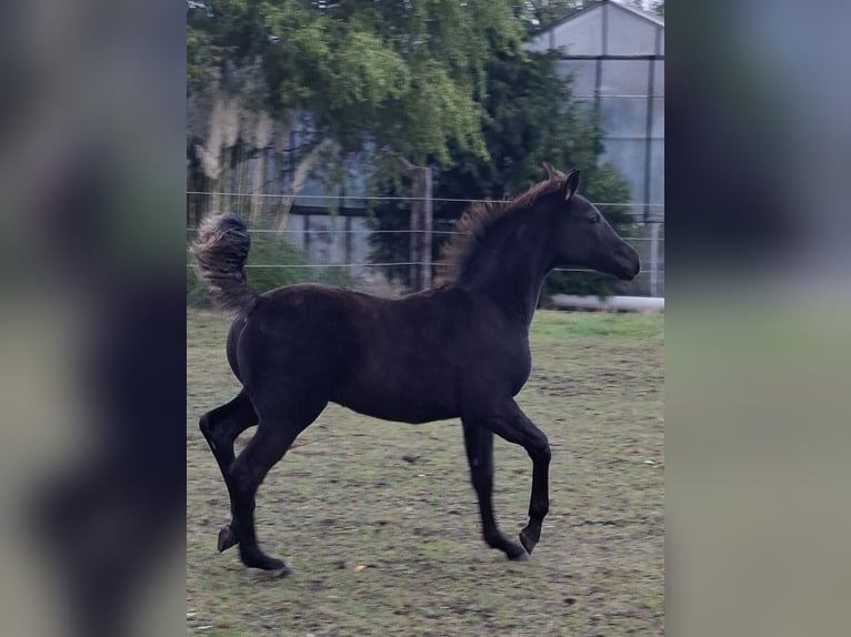 Oldenburg Stallion Foal (05/2025) Smoky-Black in zaffelare