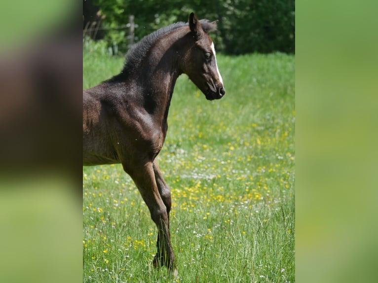Oldenburg Stallion Foal (03/2026) Smoky-Black in Neuschoo