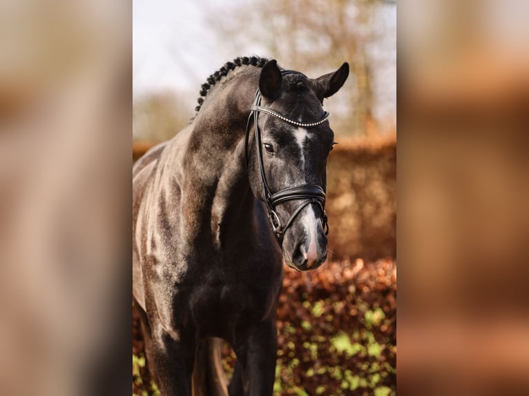 Oldenburg Stallion Gray in Lemwerder