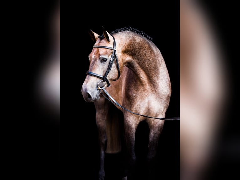 Oldenburg Stallion Grey in Celle