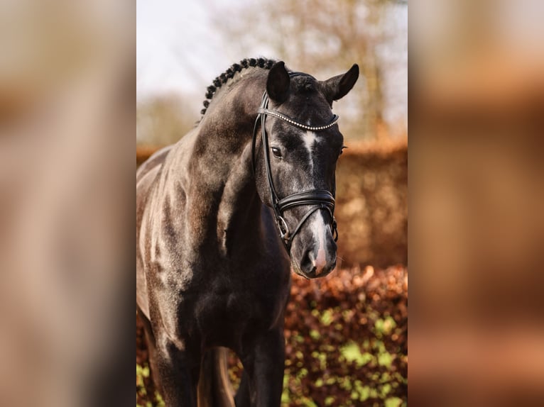 Oldenburg Stallion Grey in Lemwerder
