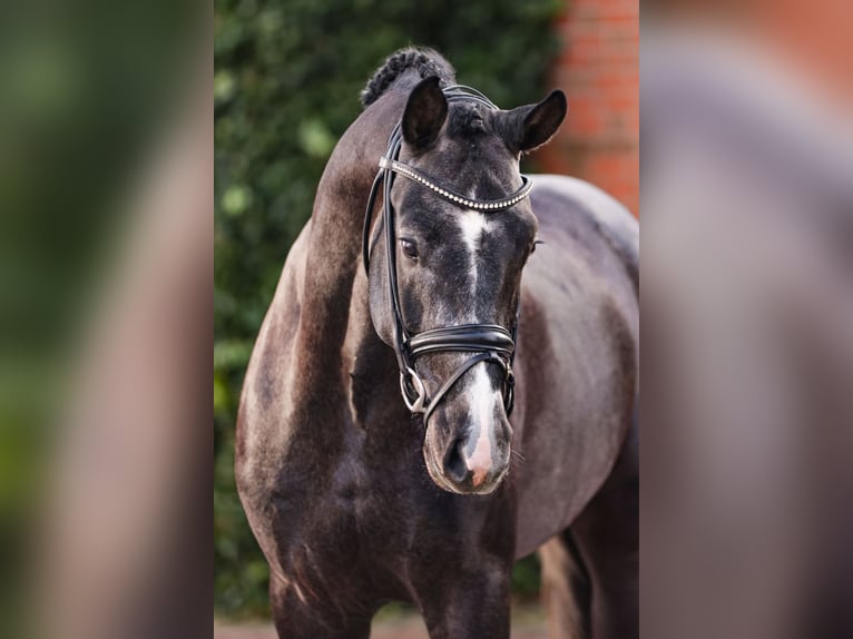 Oldenburg Stallion Grey in Lemwerder
