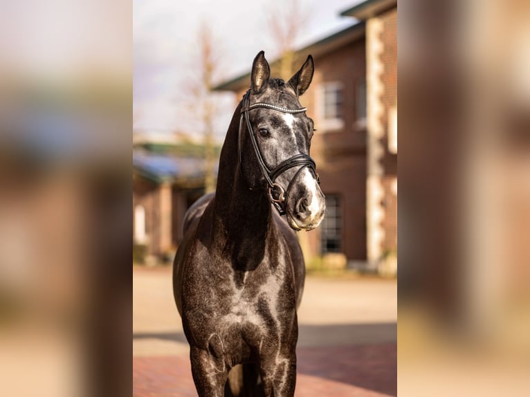 Oldenburg Stallion Grey in Lemwerder