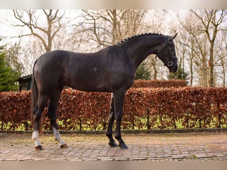 Oldenburg Stallion Grey in Lemwerder