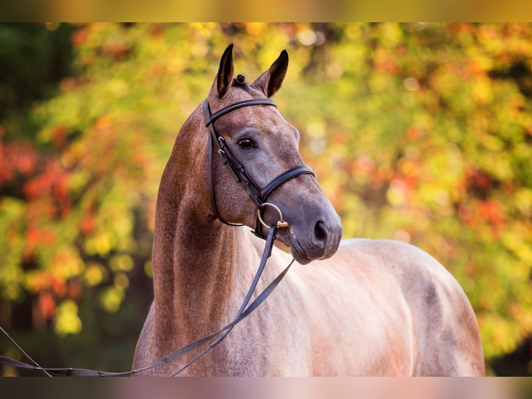 Oldenburg Stallion Grey in Celle