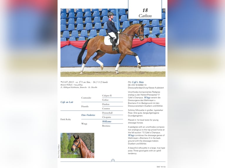Oldenburg Stallion in Bramsche