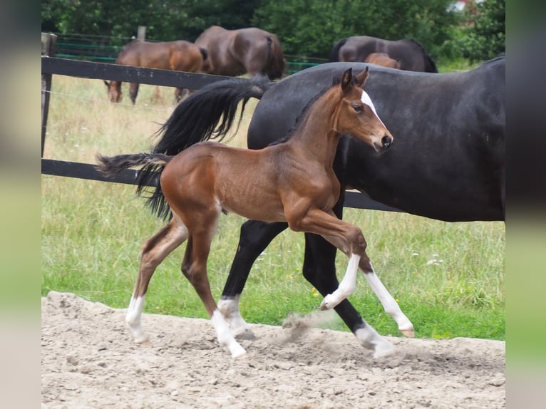 Oldenburg Stallion in Bramsche