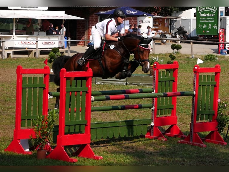 Oldenburg Stallion in Bramsche