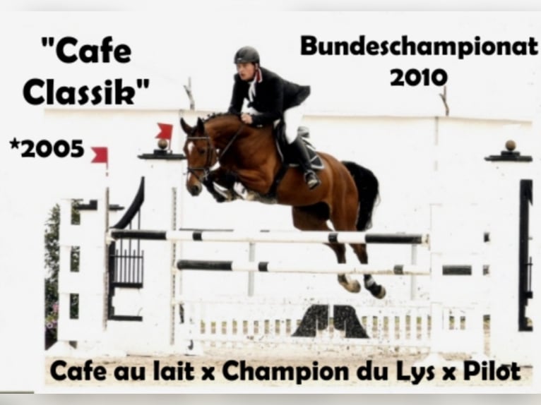 Oldenburg Stallion in Bramsche