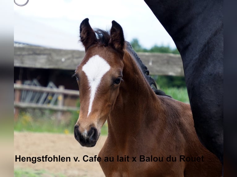 Oldenburg Stallion in Bramsche