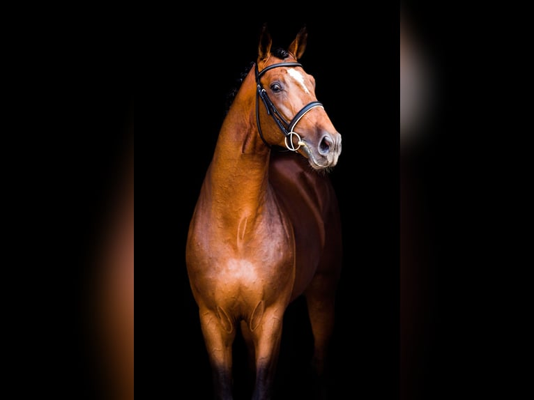 Oldenburg Stallion in Celle