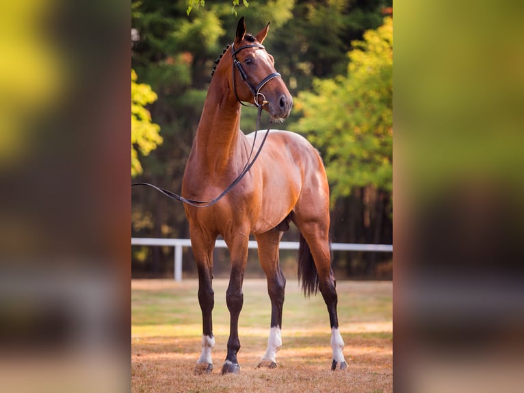 Oldenburg Stallion in Celle