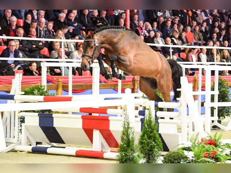 Oldenburg Stallion in Celle