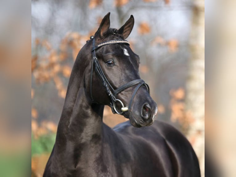 Oldenburg Stallion Smoky-Black in Löningen