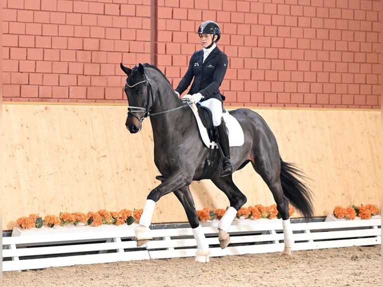 Oldenburg Stallion Smoky-Black in Moritzburg