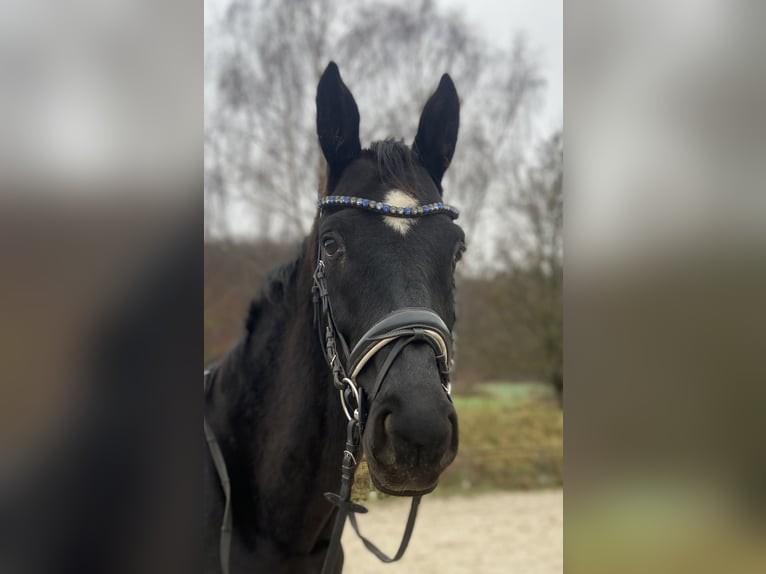 Oldenburg Stallone 10 Anni  in Schaafheim