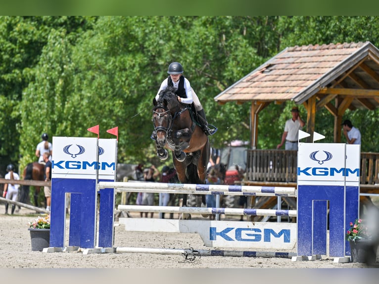 Oldenburg Stallone 13 Anni 168 cm Baio scuro in Győrújbarát