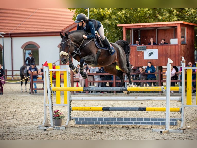 Oldenburg Stallone 13 Anni 168 cm Baio scuro in Győrújbarát