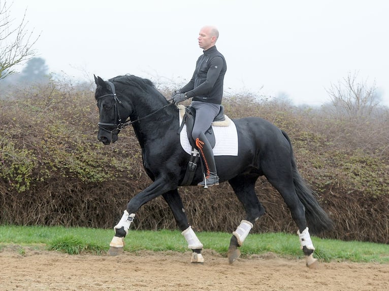 Oldenburg Stallone 13 Anni 171 cm Morello in Isernhagen