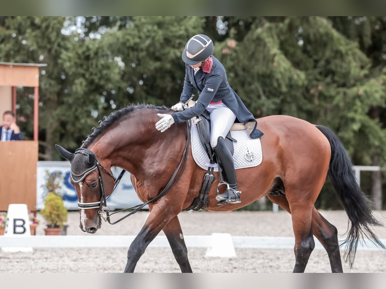 Oldenburg Stallone 14 Anni 172 cm Baio ciliegia in Prague