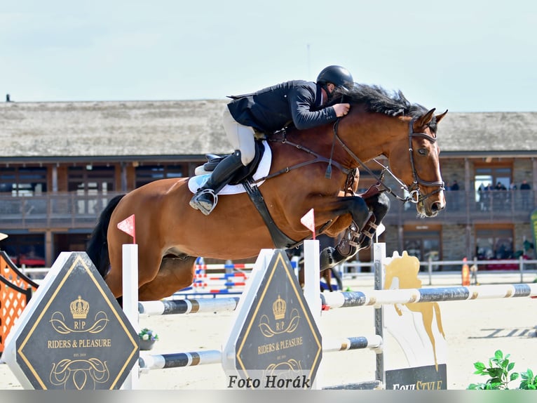 Oldenburg Stallone 14 Anni 172 cm Baio ciliegia in Prague