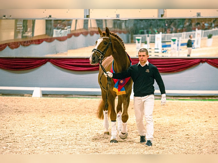 Oldenburg Stallone 15 Anni 175 cm Sauro in Radzionków