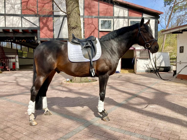 Oldenburg Stallone 16 Anni 168 cm Baio nero in Frankfurt am Main