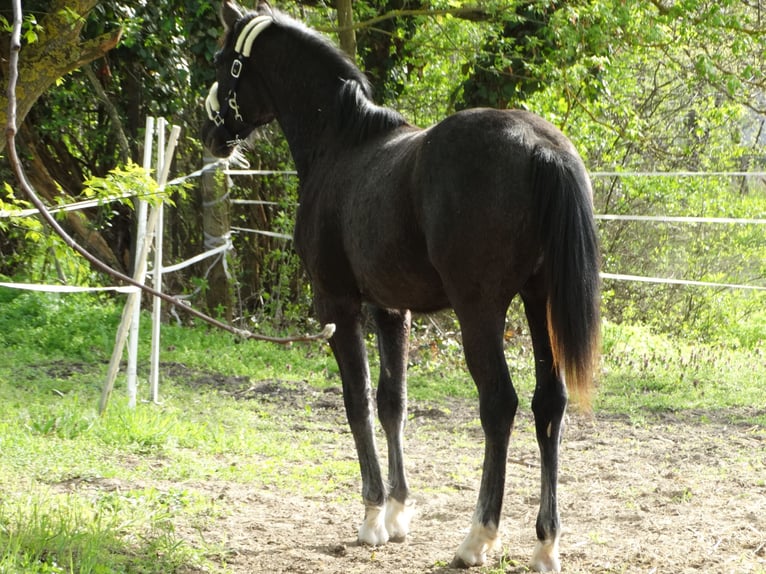 Oldenburg Stallone 1 Anno 147 cm Grigio in Üllő
