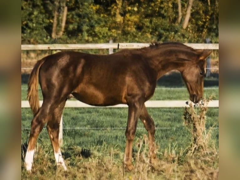 Oldenburg Stallone 1 Anno 163 cm Sauro scuro in Hoya