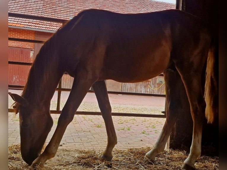Oldenburg Stallone 1 Anno 163 cm Sauro scuro in Hoya