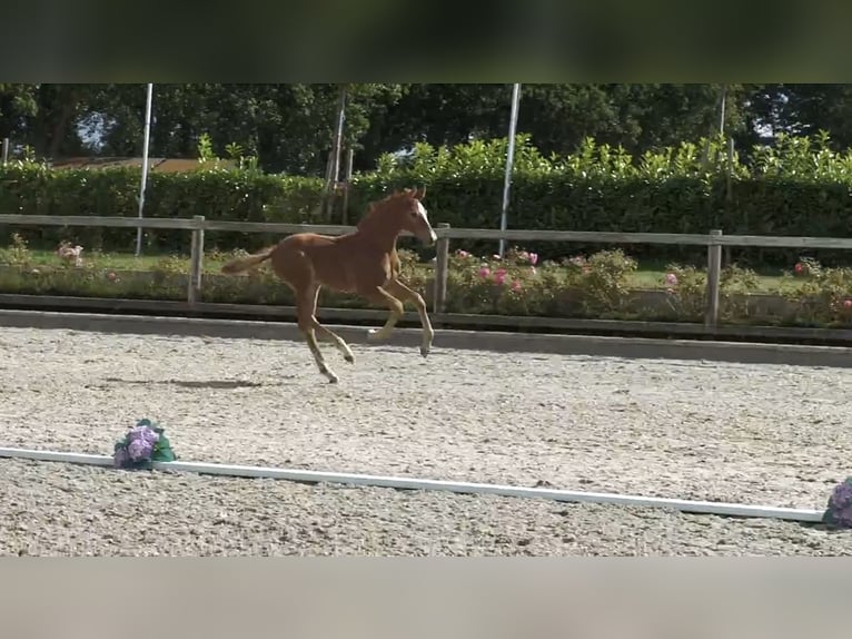 Oldenburg Stallone 1 Anno 165 cm Grigio in Brokstedt